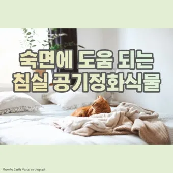 침실 식물 추천 공기정화기능 물주기 관리 향기 숙면 도움 되는 종류_9