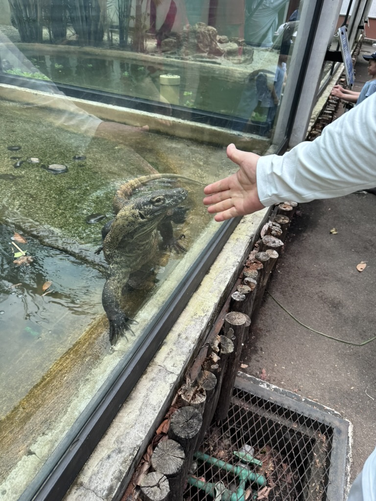 코모도 도마뱀