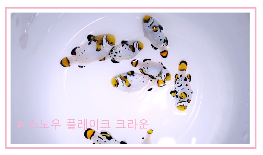 스페셜 퍼큘라크라운 분양가격과 종류