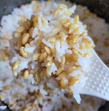 카무트 밥