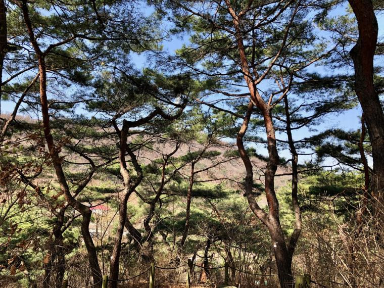 남산 소나무힐링숲