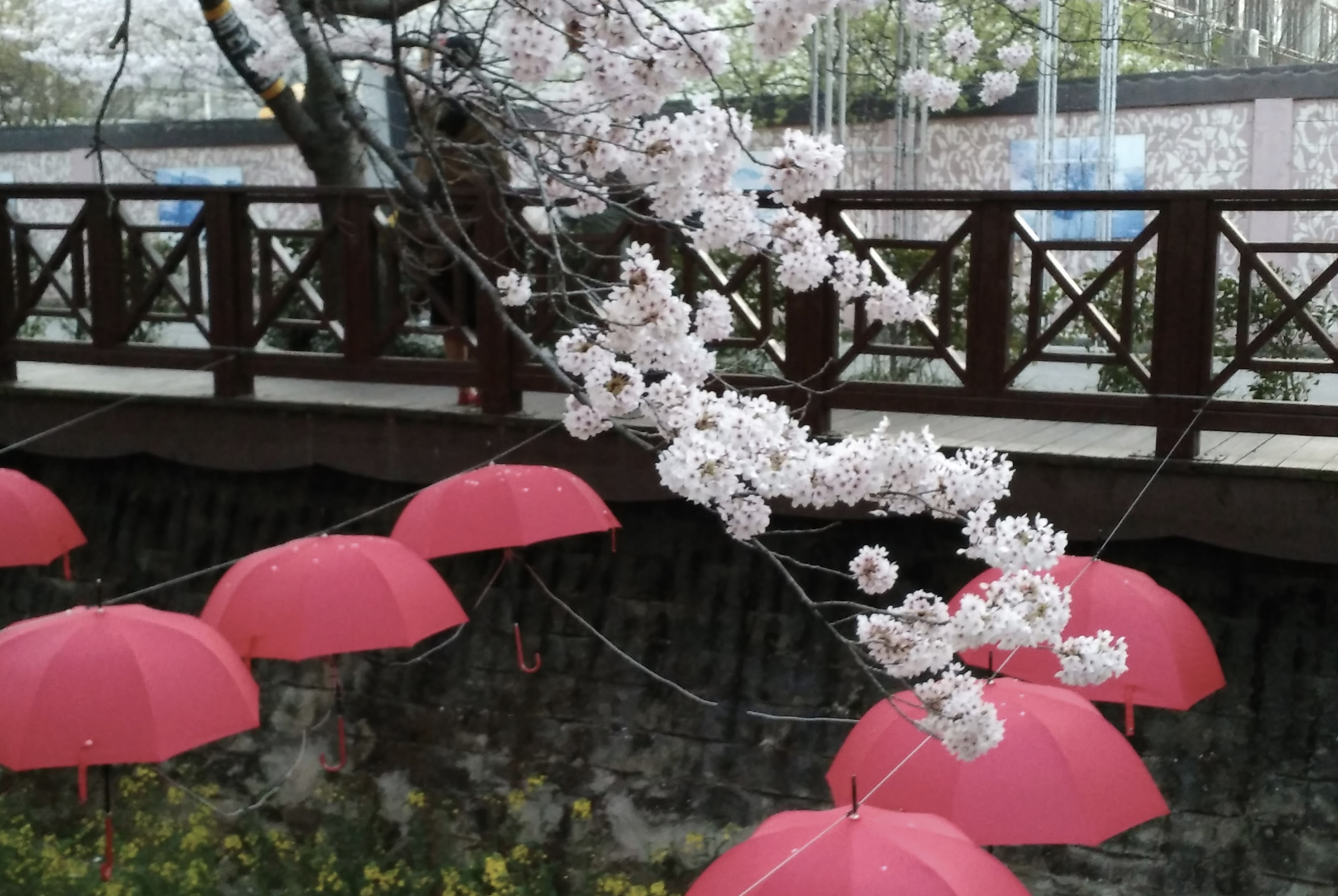 진해 여좌천 벚꽃 모습