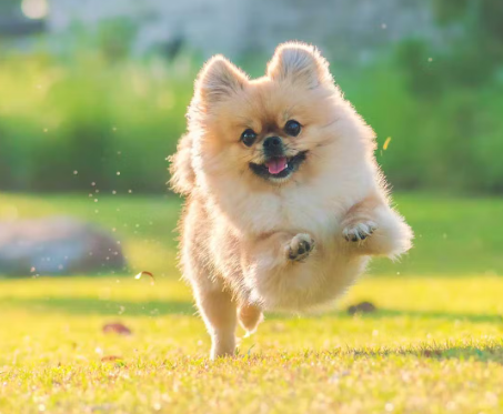 뛰어노는 포메라니안