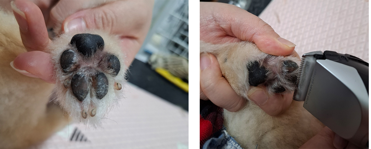 발바닥의 털을 패드가 보이도록 클리퍼로 깍아 주는 게 중요해요, 클리퍼로 깍아 주었을때의 패드 모습