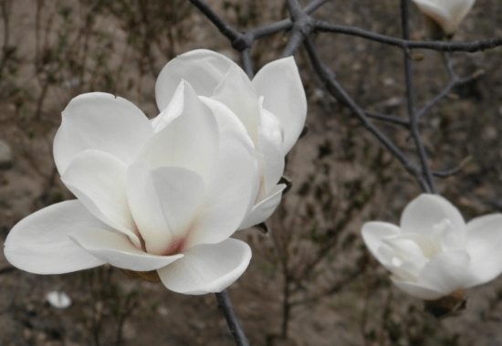 천리포수목원 가든하우스 