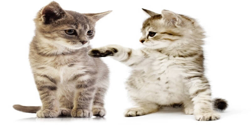 고양이 꿈해몽 13가지 길몽 총정리 두번째