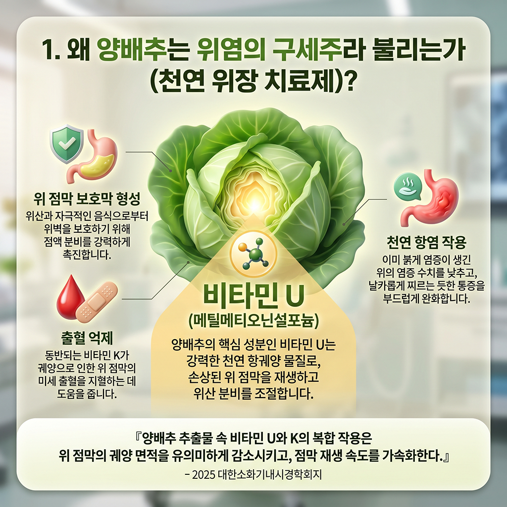 양배추, 왜 위염의 구원자(천연 위장약)로 불릴까?