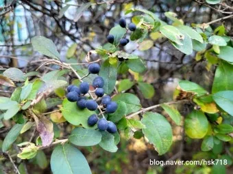 진한 향기에 취해버리는 이 꽃 산책로 옆 울타리 쥐똥나무_17