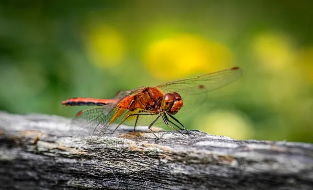 펫시터자격 교육과정 활동영역 창업준비 시니어 돌봄 일거리 찾기_4