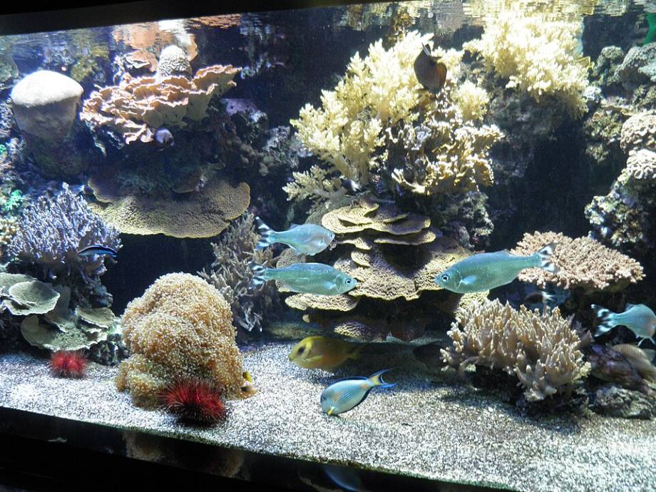 모나코 해양 박물관 내부 전시실 전경