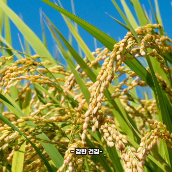 바나듐쌀 재배법