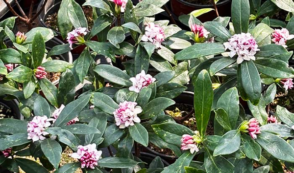 보라빛 꽃 천리향