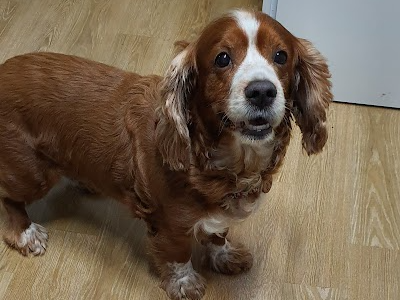 귀가 덮혀있는 강아지