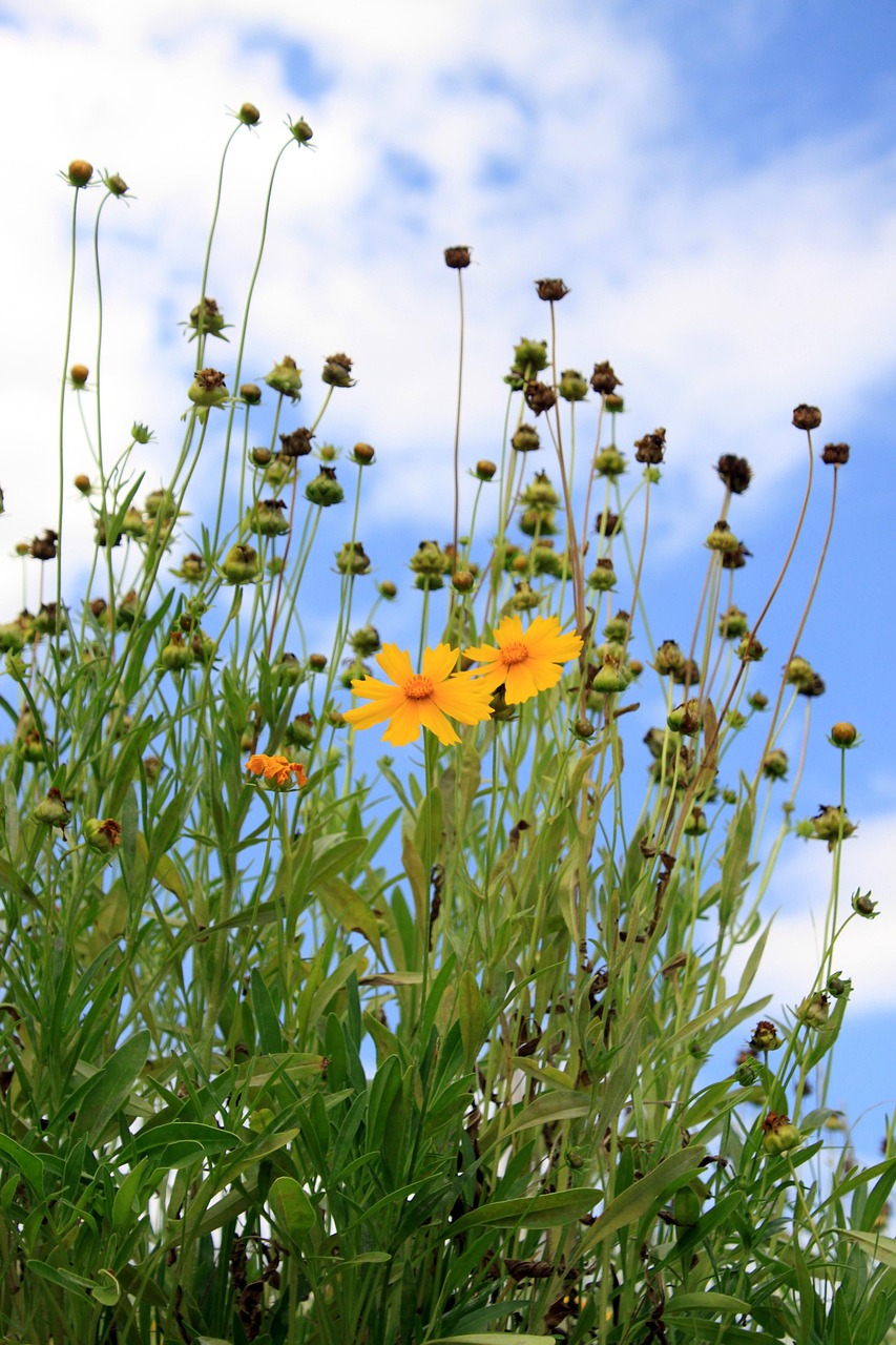 좌&amp;#44;중 : 금계국 / 우: 코스모스 잎 모양이 다르다
