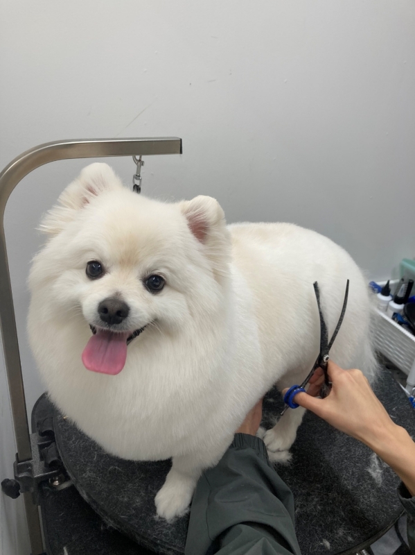 폼피츠 미용4