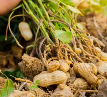 땅콩 효능 및 영양성분, 부작용