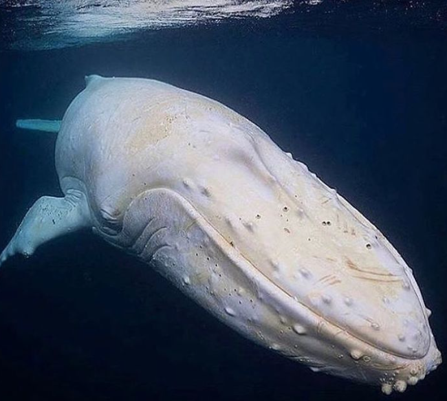 알비노 혹등고래 생물학적 특성과 상징 보존 노력