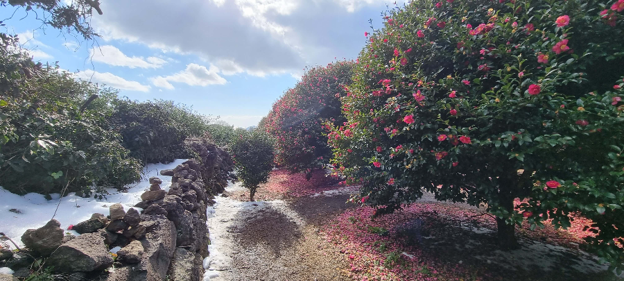 2월에 피는 꽃 동백꽃