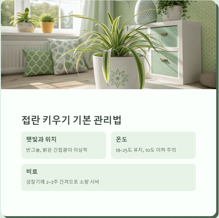 접란 키우기