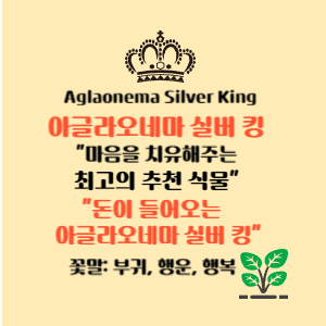 아글라오네마 실버 킹 (Aglaonema Silver King) 마음을 치유해주는 추천 식물, 돈이 들어오는 식물