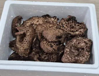 능이버섯 채취시기 산행 정보를 정리_26