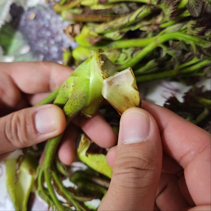 가시두릅 가시없는두릅 두릅가시손질 가시두릅손질 가시있는 두릅 두릅 가시 제거 두릅 두릅데치기 두릅 효능 두릅 손질 두릅 종류 두릅손질법 두릅 독 두릅 설사 두룹가시 참두릅 가시 두릅 소고기 두릅 생으로 두릎가시 두릅 가시 두릅 가시 손질 가시두릅 손질법 가시두릅 효능 두릅나무 가시 나무두릅 가시없애기 가시없는 두릅
