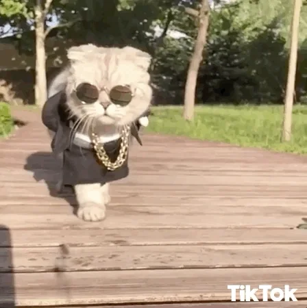 귀여운 고양이 움짤