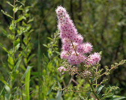 꼬리조팝나무 이미지 사진