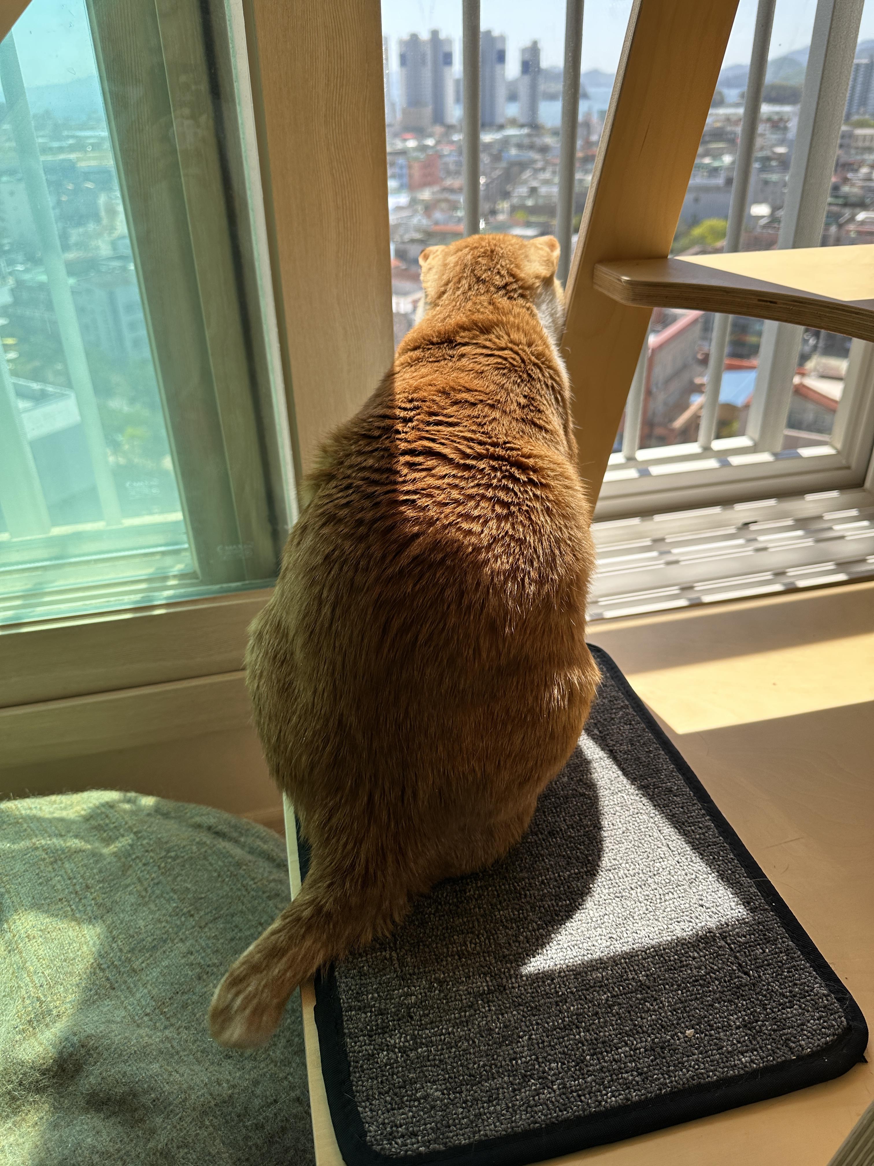 고양이들이 창밖에 벌을 발견했을때 (feat. 루나와 호야의 반응)