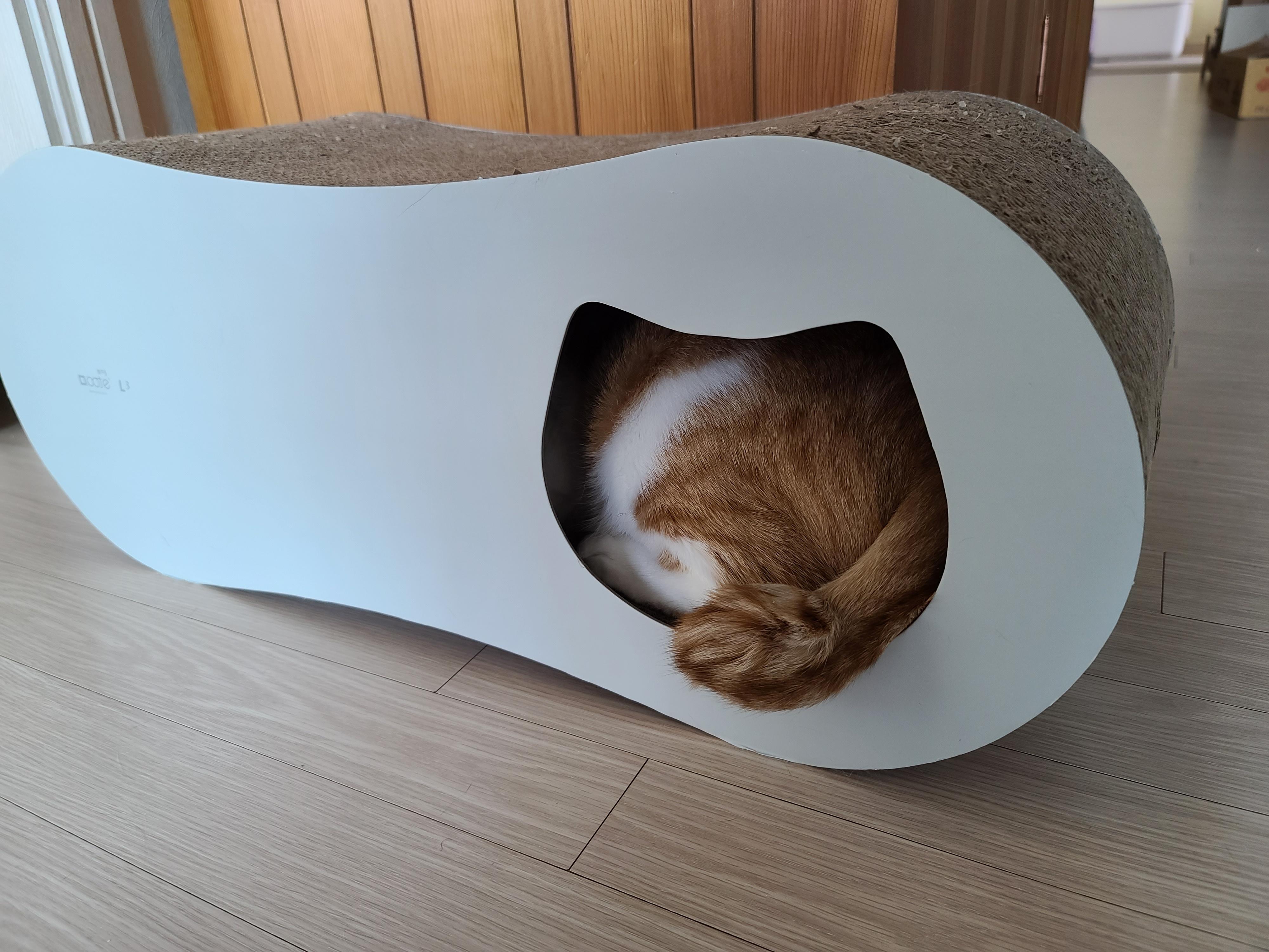 막둥이 삐용이의 요즘 근황.