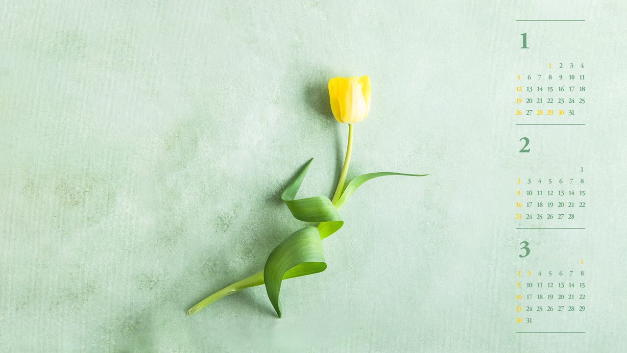 06 노란색 튤립 B - 2025년2월 노트북배경화면