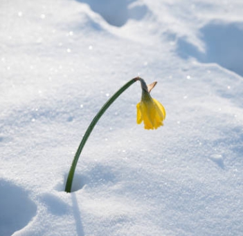 겨울 꽃 수선화