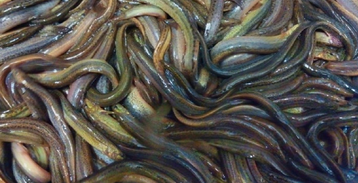 황달에 좋은 음식 미꾸라지