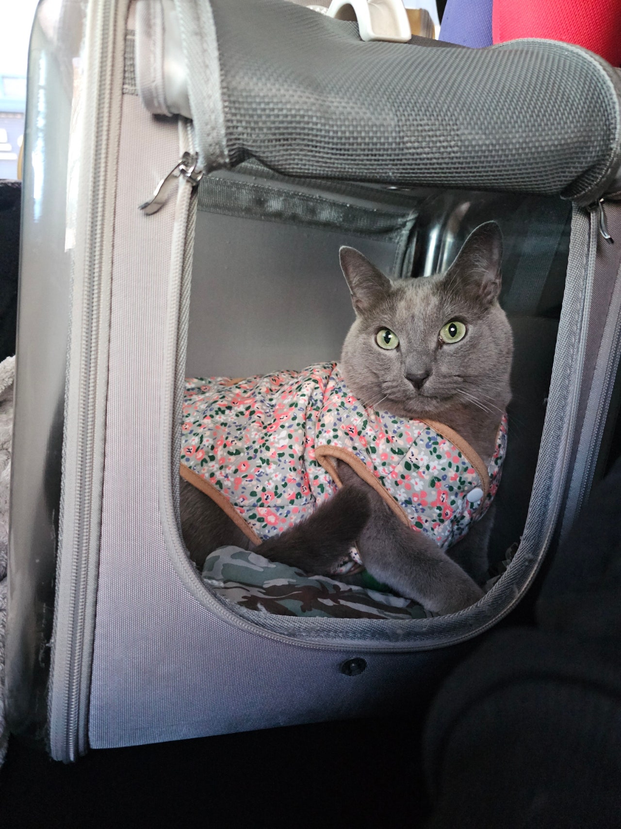 고양이 인지기능 장애 증후군