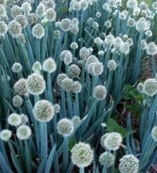 대파 효능과 부작용 고르는법