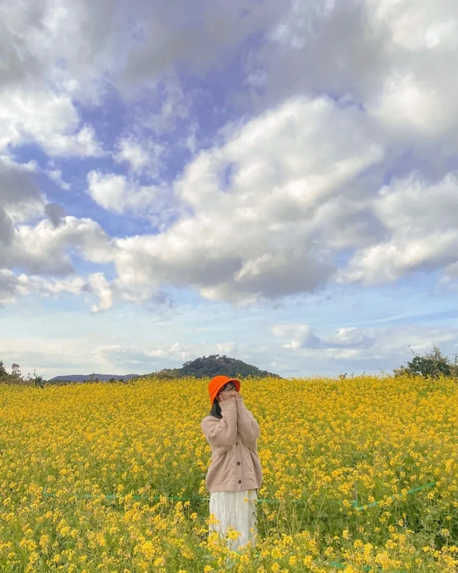 제주 유채꽃 개화 시기 봄 여행 필수 코스_6