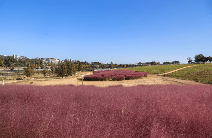 안성 팜랜드 핑크뮬리