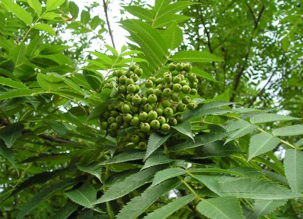 마가목 효능 부작용