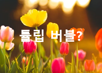 튤립 버블?