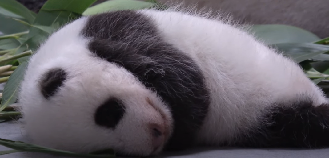 푸바우 생후 100전