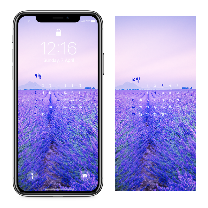 03 라벤더 꽃밭 AB - 2024년9월 아이폰달력배경화면