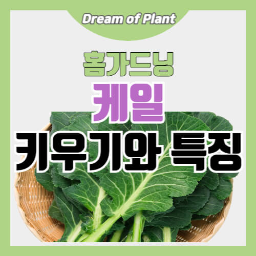 케일 키우기와 특징 썸네일 이미지