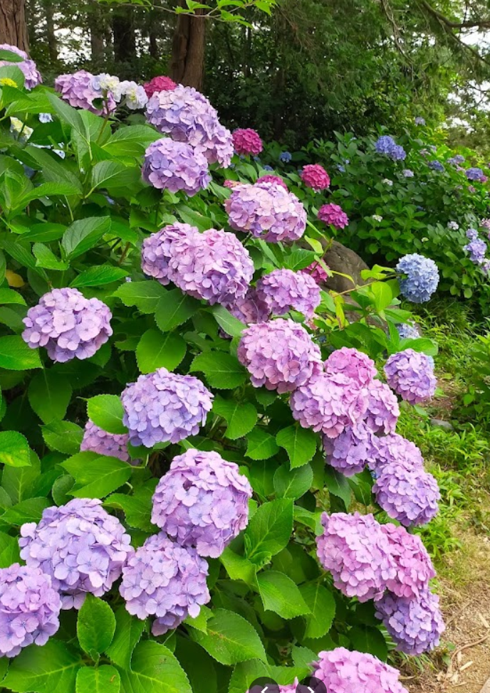 시라토리 정원3