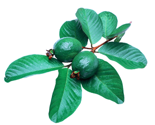 커다란 초록색 구아바 잎과 초록색 구아바 2개가 있는 모습이다.