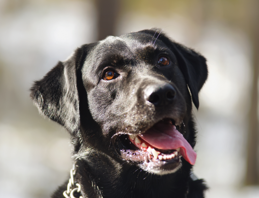 강아지 헥헥거림 떨림 디스크 심장병 기침 스트레스 영양제 병원비 총정리