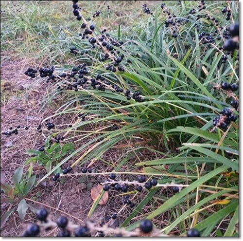 보석같은 맥문동 열매