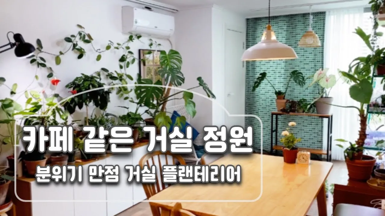 플랜테리어 거실 식물배치 물주기 습도관리 초보 인테리어 팁_5