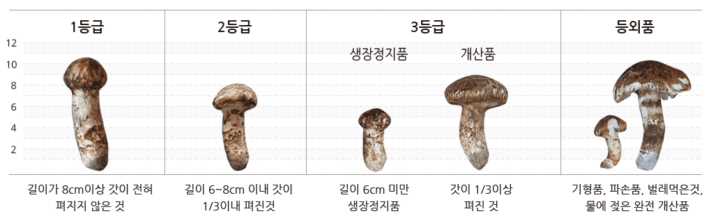 송이버섯 등급표