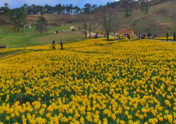 전국수선화명소