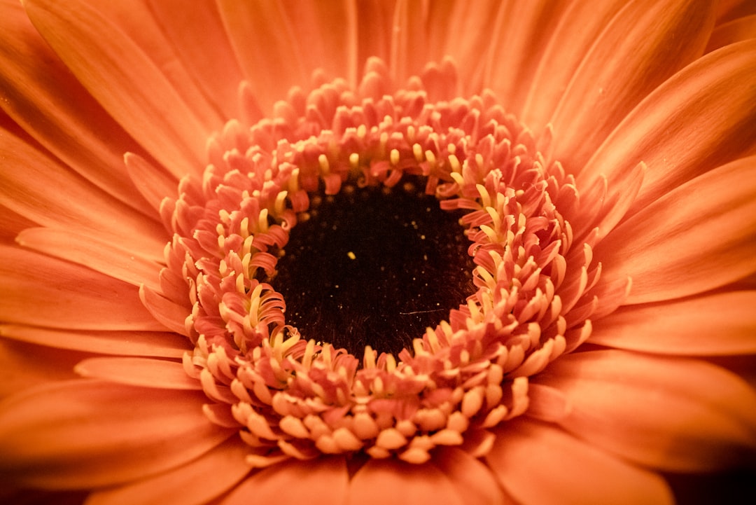 Blossom